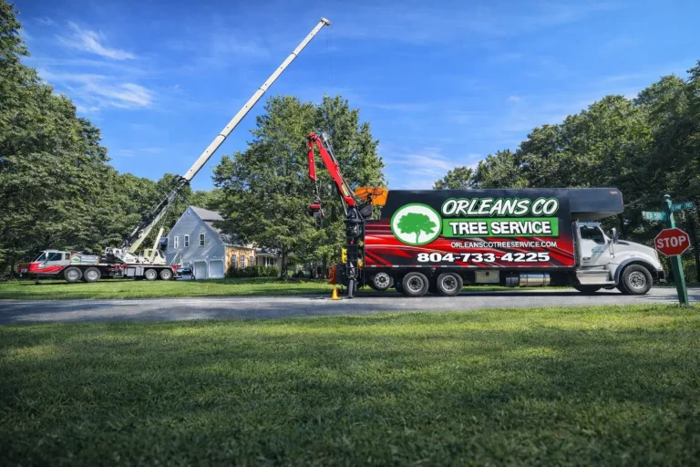 Richmond, VA Tree Removal, Pruning & Emergency Service